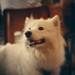 Samoyed ซามอยด์ สุนัขสีขาวขนาดกลาง ที่ใบหน้าเต็มไปด้วยรอยยิ้ม